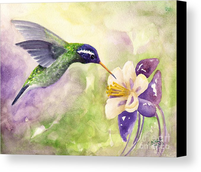 678x578 White Eared Hummingbird Canvas Print Canvas Art By Art By Carol May - Hummingbird Canvas Painting