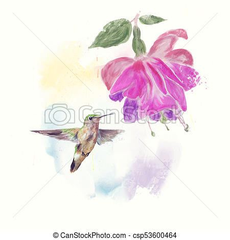 450x470 Hummingbird And Fuchsia Flower Watercolor Painting Stock Image - Hummingbird Flower Painting