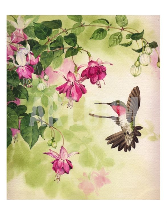 587x784 Hummingbird With Flowers Hummingbird, Flowers And Bird - Hummingbird Flower Painting
