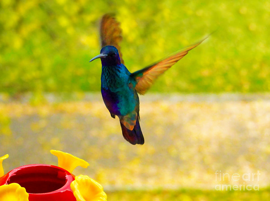 900x671 Hummingbird Oil Painting Photograph By Al Bourassa - Hummingbird Oil Painting