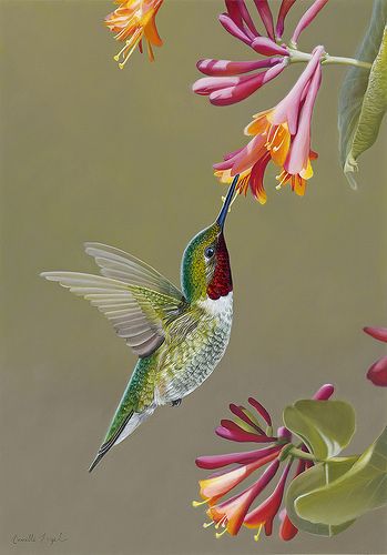 349x500 Male Ruby Throated Hummingbird On Honeysuckle, Bird Oil Painting - Hummingbird Painting