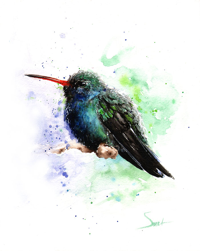 700x877 Broad Billed Hummingbird Watercolor Print Watercolor Animal - Hummingbird Painting