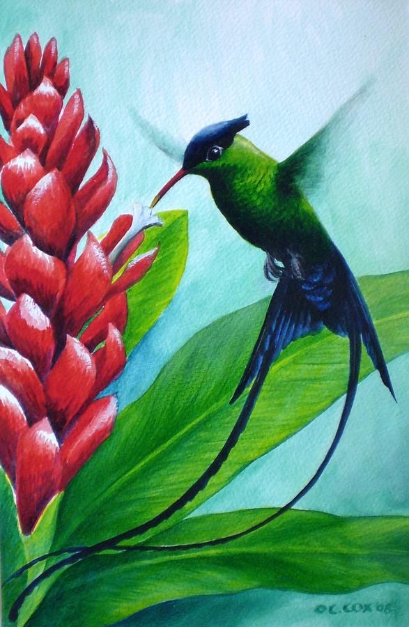 587x900 Western Streamertail Hummingbird, Painting By Christopher Cox - Hummingbird Painting Acrylic
