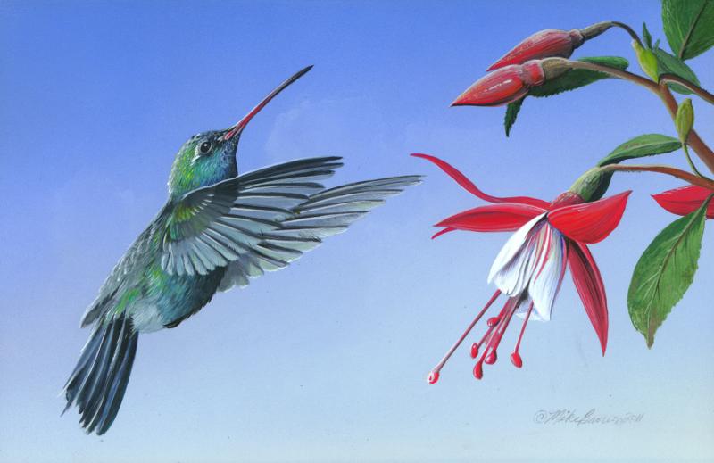 800x519 Broad Billed Hummingbird, 5 X 8 Acrylic - Hummingbird Painting Acrylic