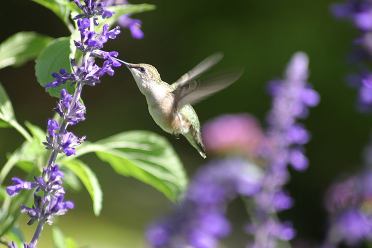 750x500 How To Paint A Hummingbird Watercolor Painting Tutorial - Hummingbird Watercolor Painting