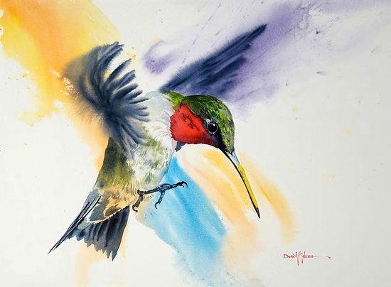 550x404 Daniel Adams Watercolor Painting Of A Hummingbird! - Hummingbird Watercolor Painting