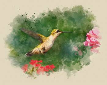 350x280 Garden Hummingbird Watercolor Painting By Christina Rollo - Hummingbird Watercolor Painting
