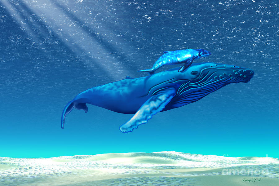 900x600 Whales Painting By Corey Ford - Humpback Whale Painting