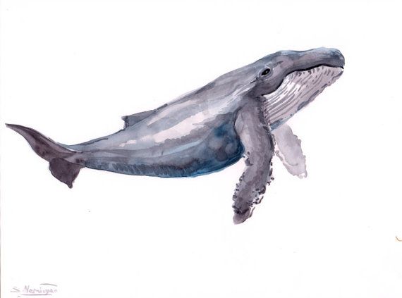 570x423 Humpback Whale, Original Watercolor Painting, 9 X 12 In, Whale - Humpback Whale Painting