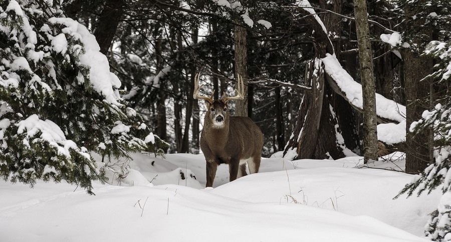 900x484 What's Good About Hunting In The Snow - Hunters In The Snow Painting
