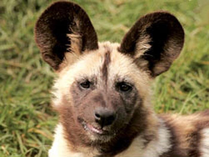 700x525 Painted Hunting Dog - Hunting Dog Painting