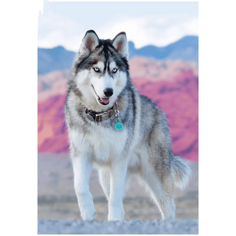 800x800 Husky Dog - Husky Dog Painting