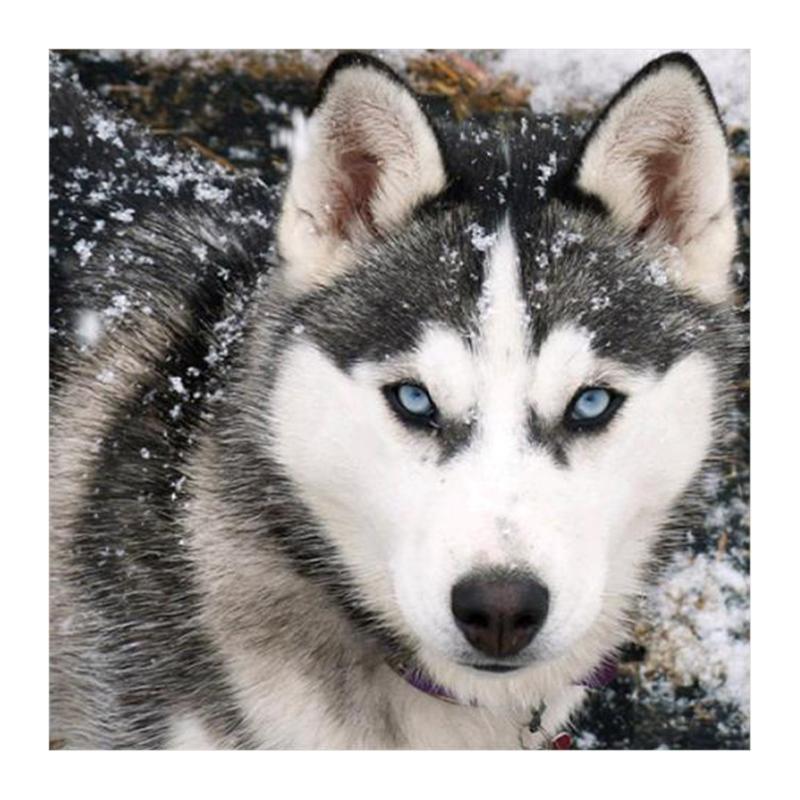 800x800 Husky Dog 5d Full Diamond Painting Diy Kit Round Rhinestone Cross - Husky Dog Painting
