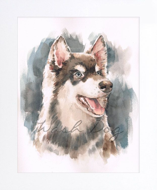 622x755 Brown Siberian Husky Print Of Original Watercolor Painting - Husky Dog Painting