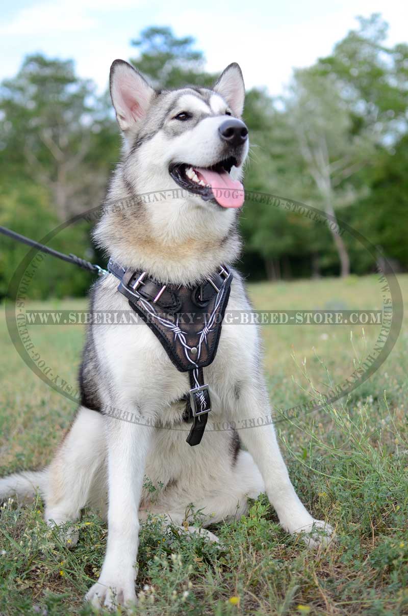 800x1209 Comfortable Adjustable Painted Harness For Siberian Husky [H1bw - Husky Dog Painting