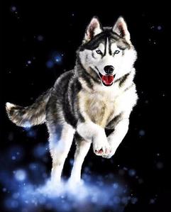 241x299 Husky In Action - Husky Painting