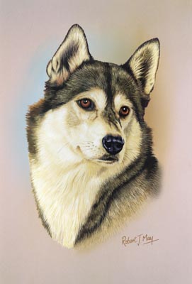 271x400 Siberian Husky Head Study Print Rmdh138 - Husky Painting