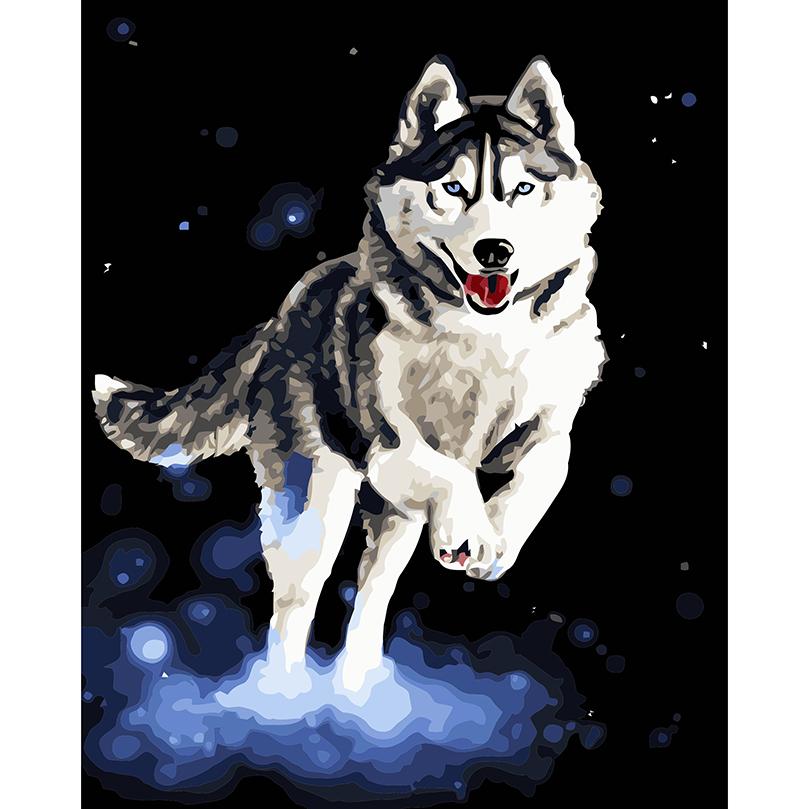 809x809 Diy Siberian Husky Paint By Numbers Kit Online - Husky Painting