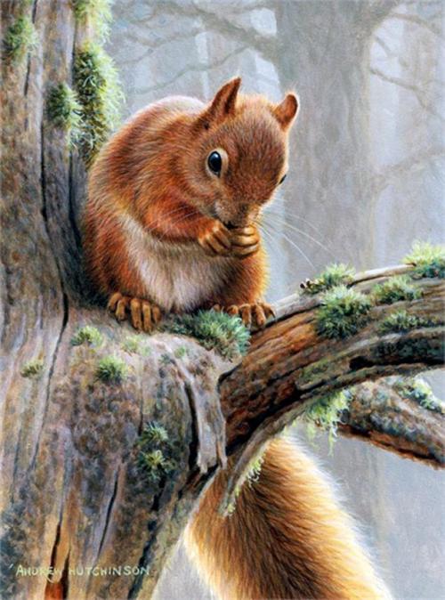 500x674 Painting By British Wildlife Artist And Naturalist Andrew - Hutchinson Painting