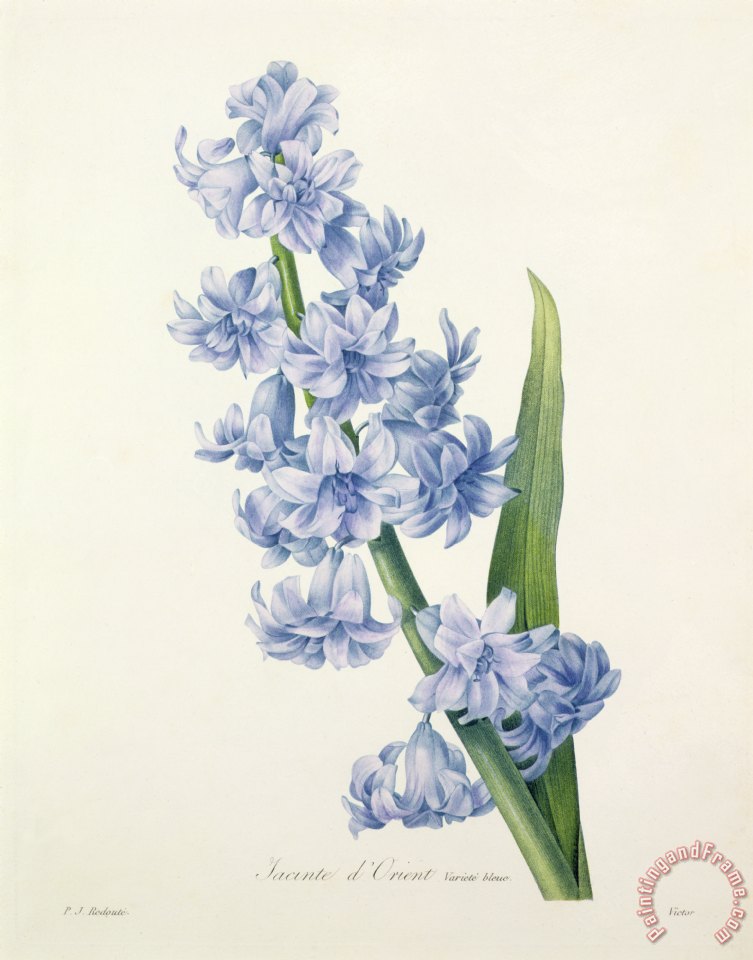 753x960 Pierre Joseph Redoute Hyacinth Painting - Hyacinth Painting