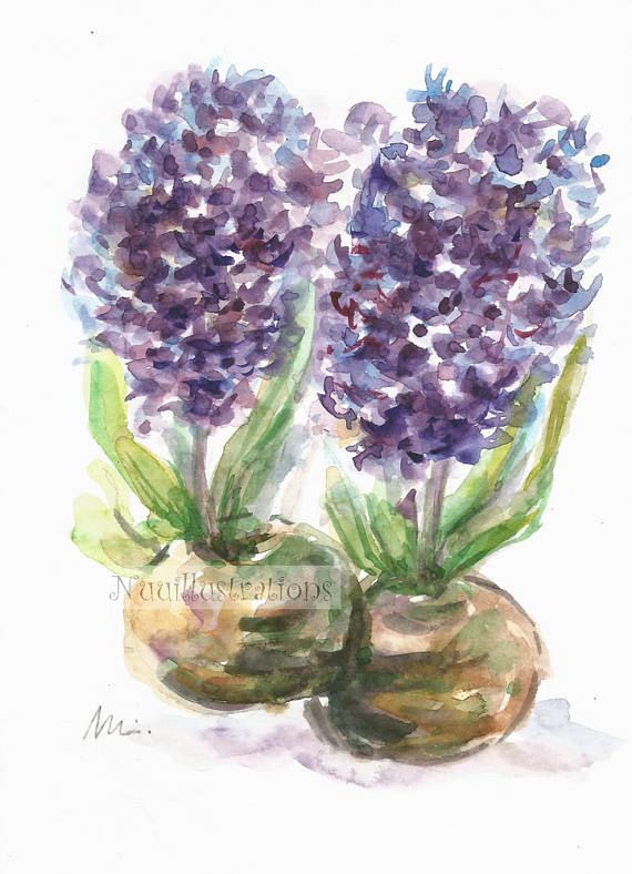 570x788 Purple Hyacinth Flower Wall Art Original Small Watercolor Small - Hyacinth Painting