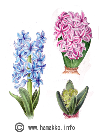 344x480 Botanical Art, Botanical Painting, Flower Painting. Hyacinth - Hyacinth Painting