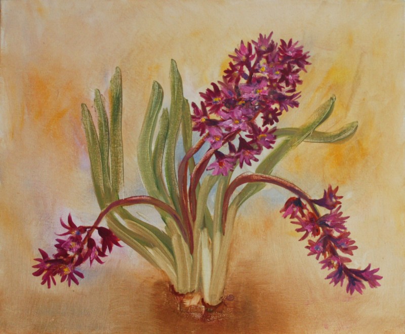 800x660 Buy Hyacinth - Hyacinth Painting