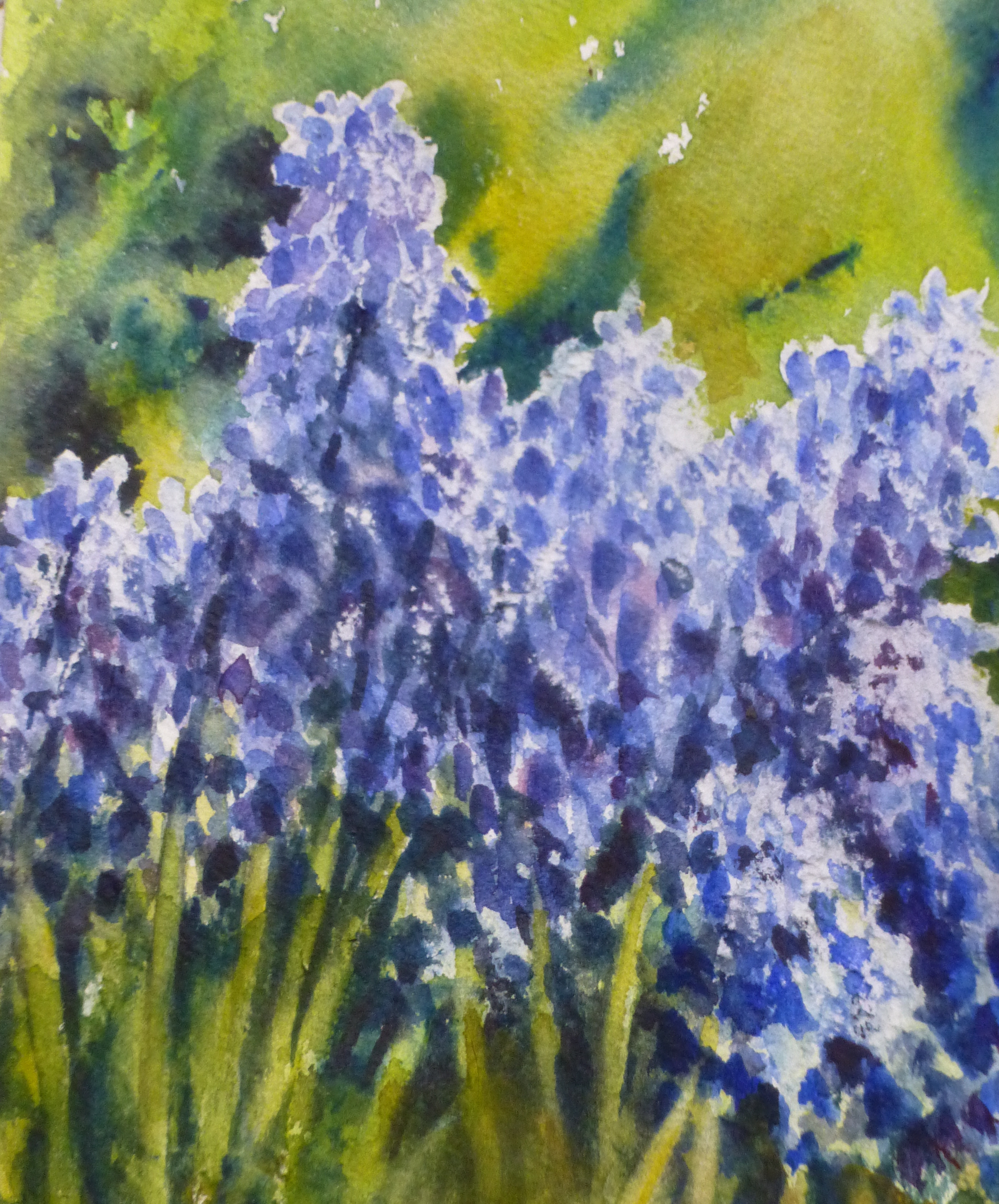 2616x3152 Grape Hyacinths Watercolour Painting Graham Mcquade - Hyacinth Painting