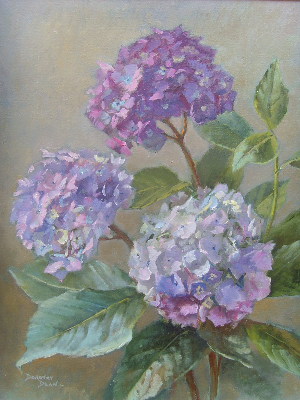 Hydrangea all search result at