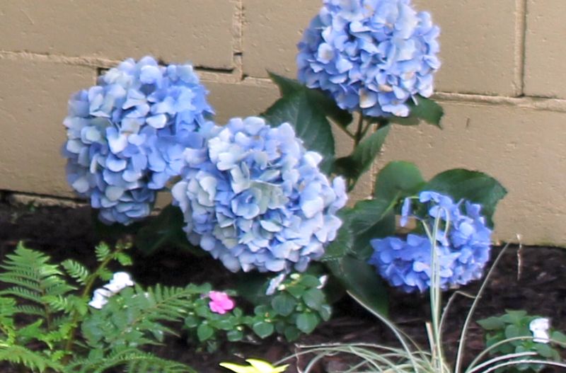 800x527 Palette Knife Painters, International Hydrangeas By Karen Tarlton - Hydrangea Oil Painting