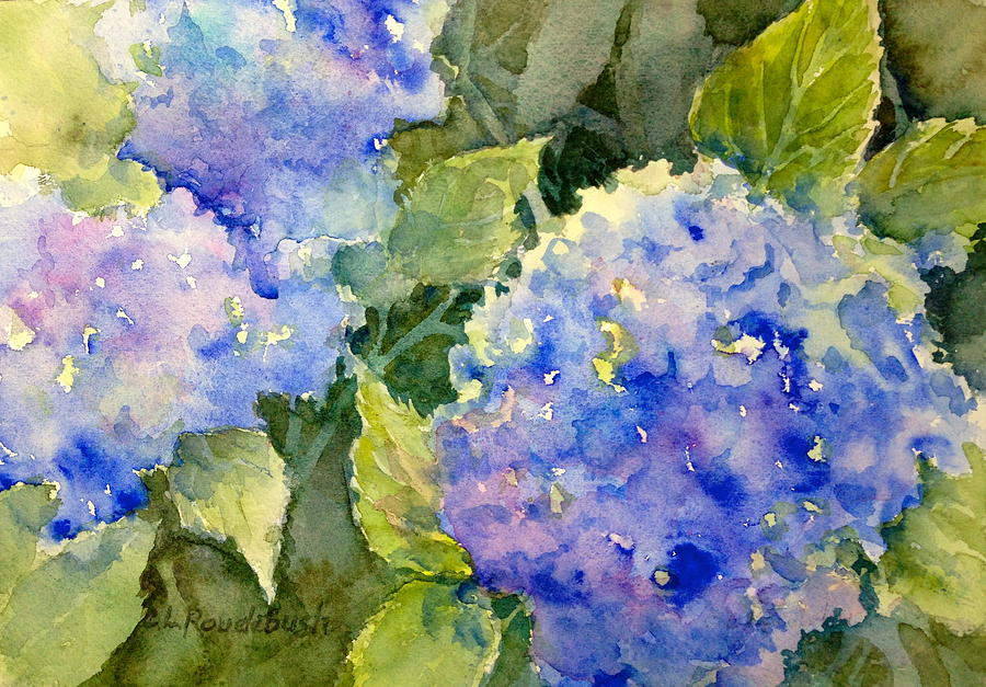 900x627 Blue Hydrangea Painting By Cynthia Roudebush - Hydrangea Painting