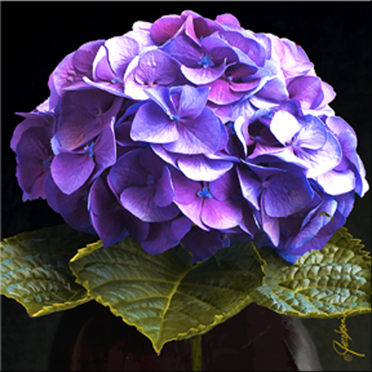 1200x1200 Canvas Wall Art Flower Paintings Artist Jackie Jacobson - Hydrangea Painting
