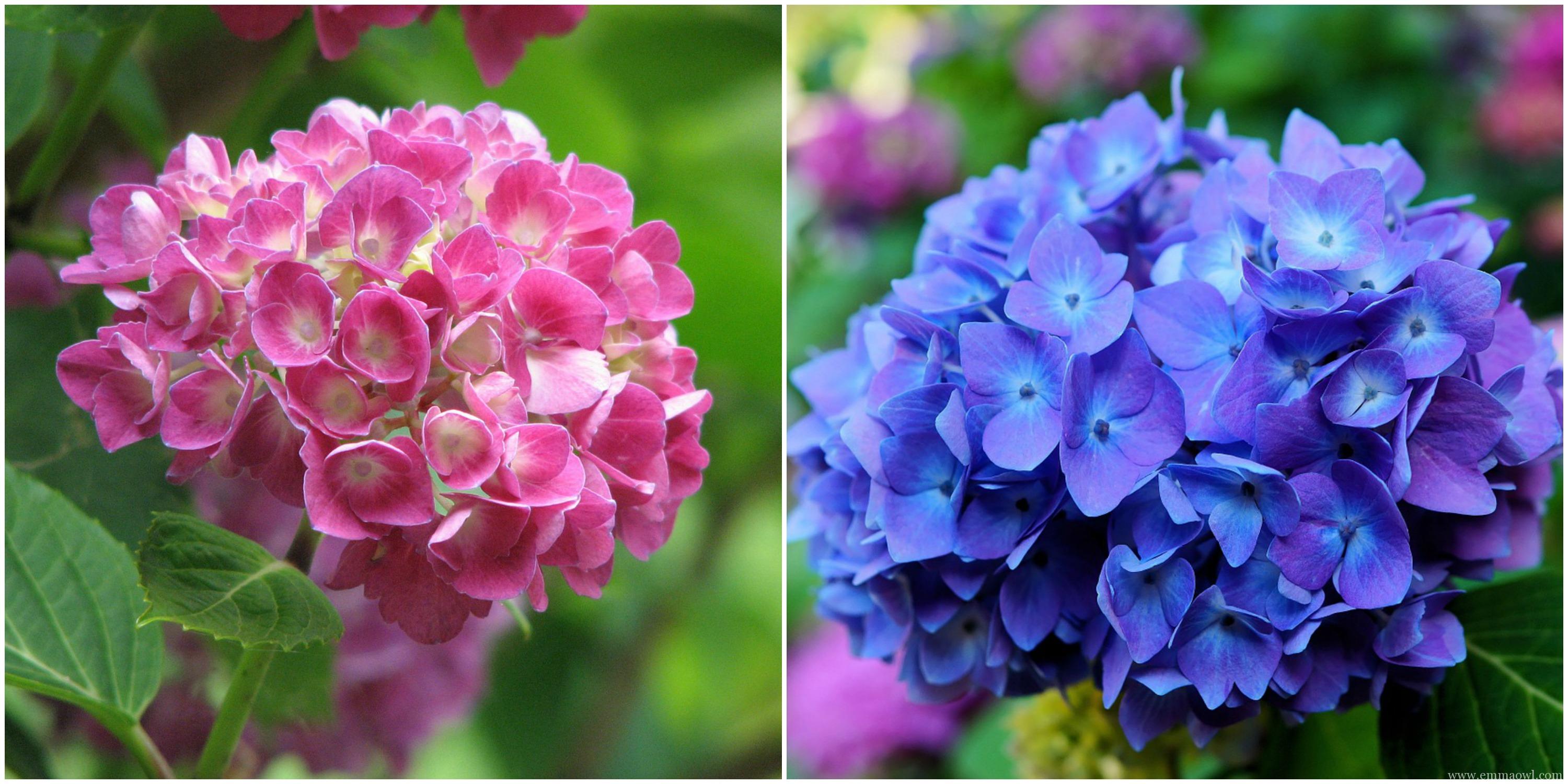 3000x1500 Bubble Blowing Painted Hydrangea - Hydrangea Painting Acrylic