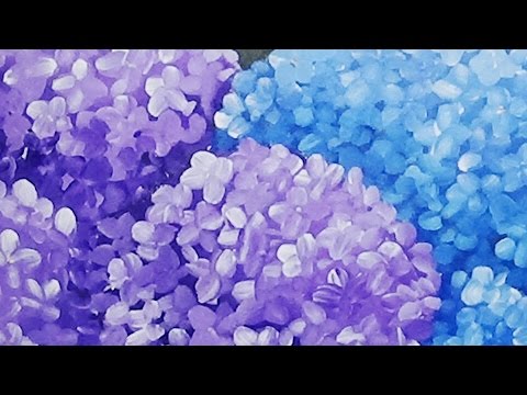 480x360 Acrylic Painting How To Paint Hydrangeas - Hydrangea Painting Acrylic