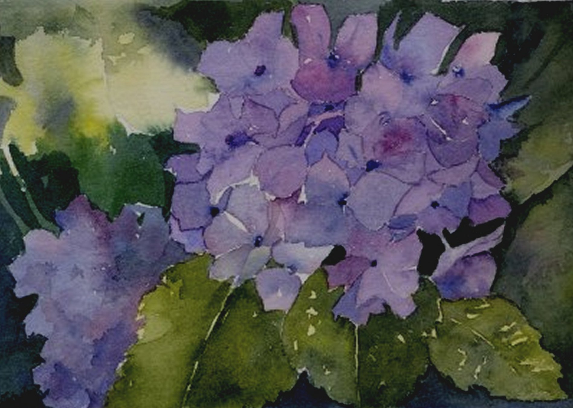 1896x1352 Hydrangea Wildwood Watercolors - Hydrangea Painting Acrylic