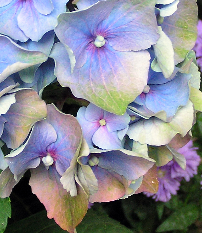 772x892 Watercolor Painting Dvd - Hydrangea Watercolor Painting