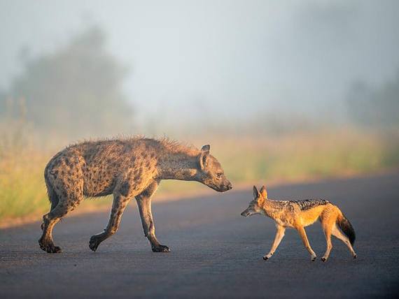 570x428 Hyena And Jackal Canvas Painting Octotreasure - Hyena Painting