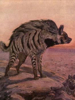 263x350 Vintage Hyena Painting (1909) By Alleycatshirts @zazzle - Hyena Painting