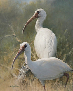 250x311 Ibis Paintings - Ibis Painting