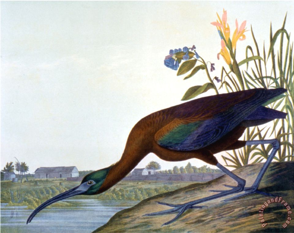 960x761 John James Audubon Glossy Ibis Painting - Ibis Painting