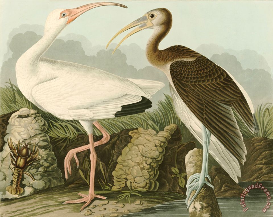 960x762 John James Audubon White Ibis Painting - Ibis Painting