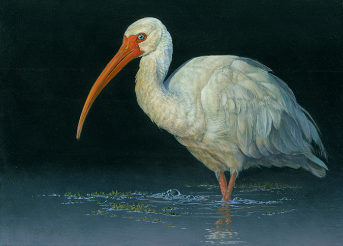 675x483 Paintings By Chas Rowe - Ibis Painting