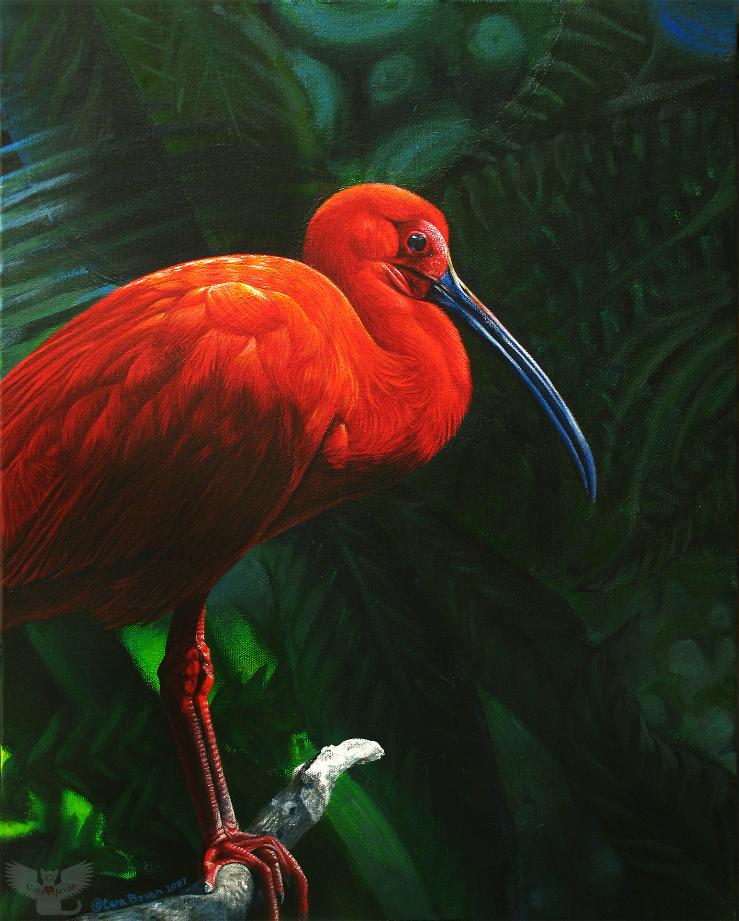 739x921 Rainforest Ruby By Cara Bevanart From The Heart - Ibis Painting