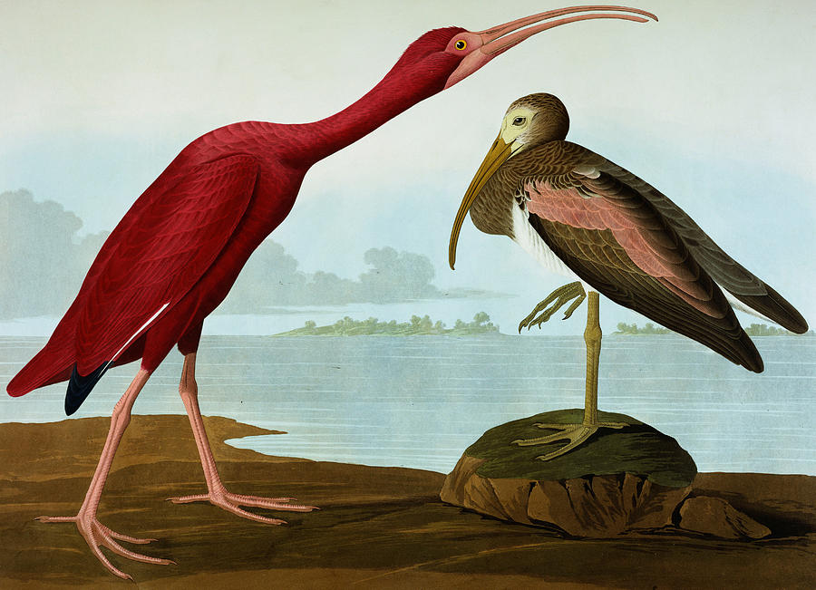 900x651 Scarlet Ibis Painting By John James Audubon - Ibis Painting