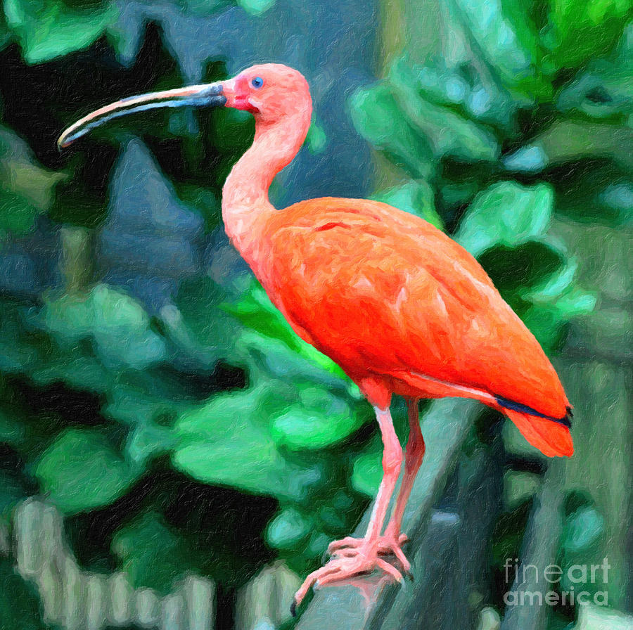 900x896 Scarlet Ibis Painting By Safran Fine Art - Ibis Painting