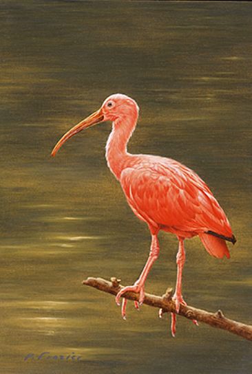 366x544 Birds - Ibis Painting