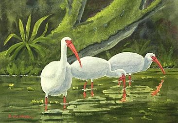 366x252 White Ibis - Ibis Painting