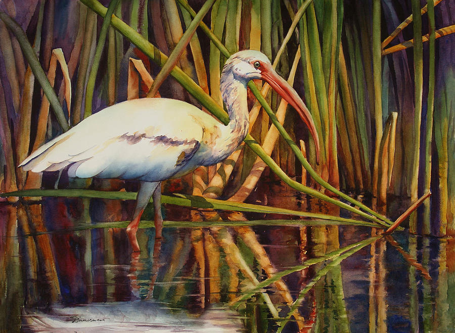 900x660 White Ibis Painting By Sue Zimmermann - Ibis Painting