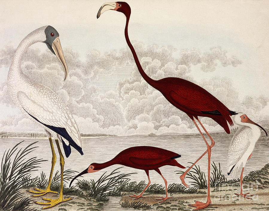 900x707 Wood Ibis, Scarlet Flamingo, White Ibis Painting By Alexander Wilson - Ibis Painting