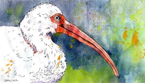 475x274 Ibis, Painting By Artist Kay Smith Watercolor Paintings I Love - Ibis Painting